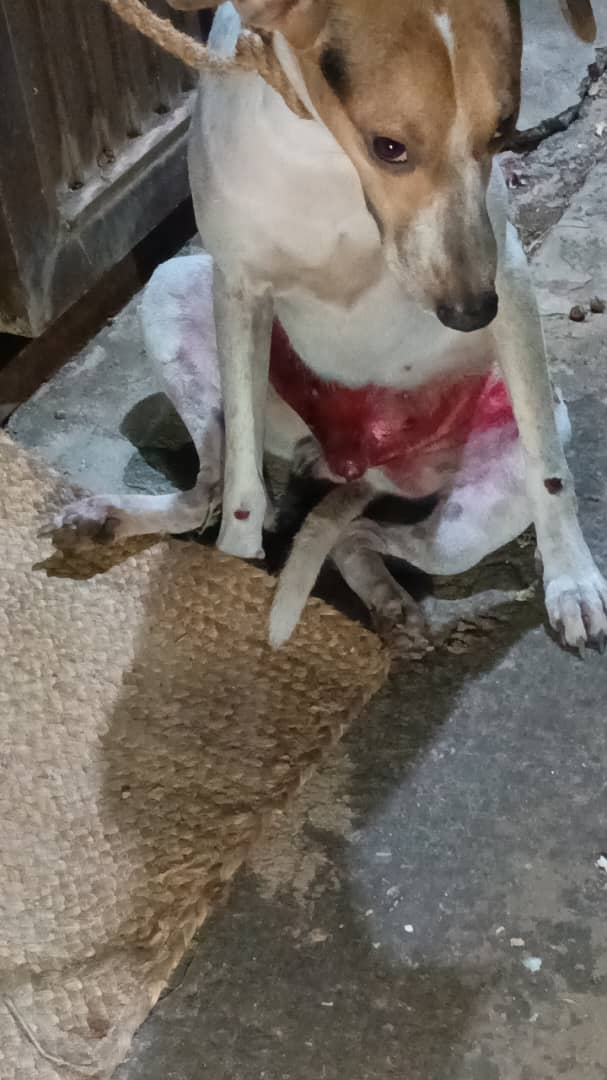MargaritaPets's tweet image. 2. El perrito atropellado está en San Juan es un pueblo bastante bastante retirado. La Clínica La Mascota es 1 de las 2 clínica que toman rx en la #islademargarita. Ya encontramos traslado pero necesitamos cubrir la consulta y RX . #perro #dog #islademargarita #venezuela