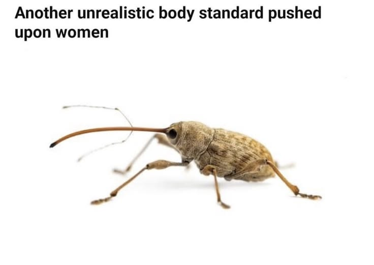 rio 🪲 bug oomf tweet media