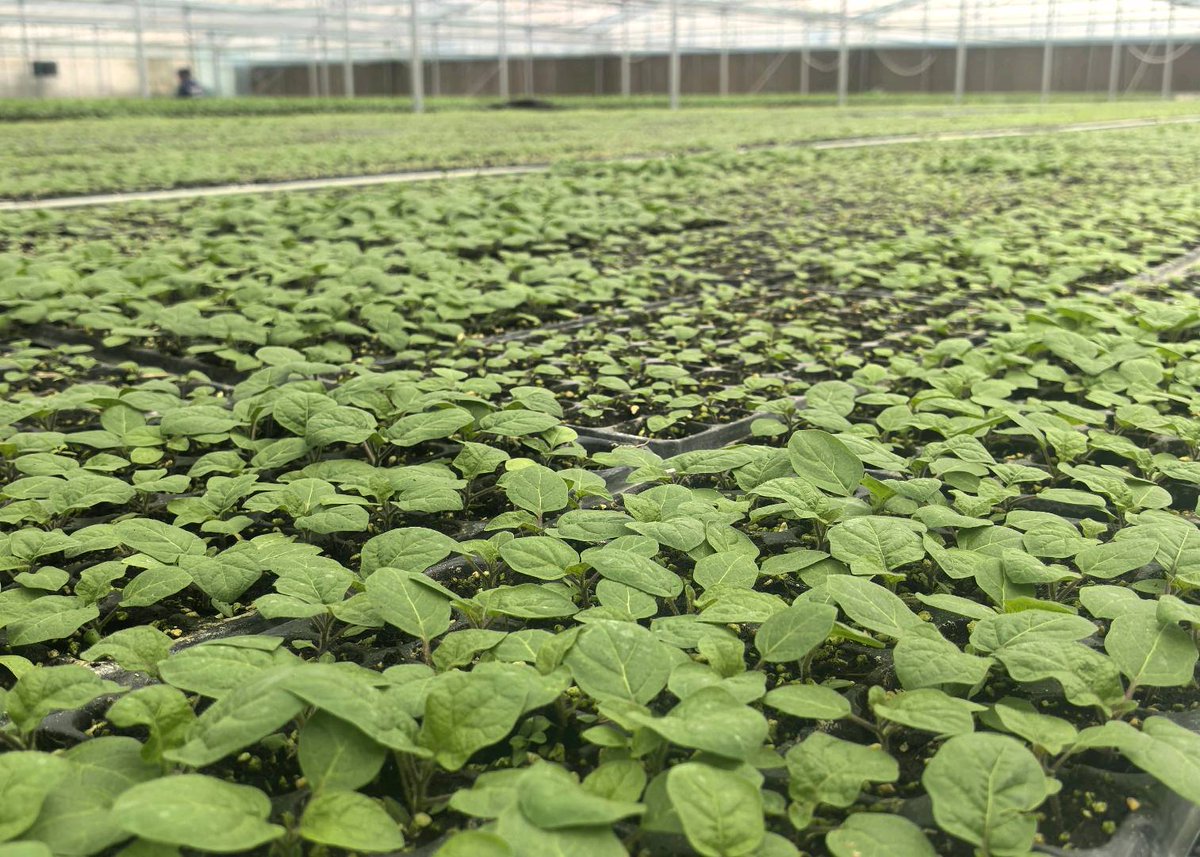 patricia torlao tweet media