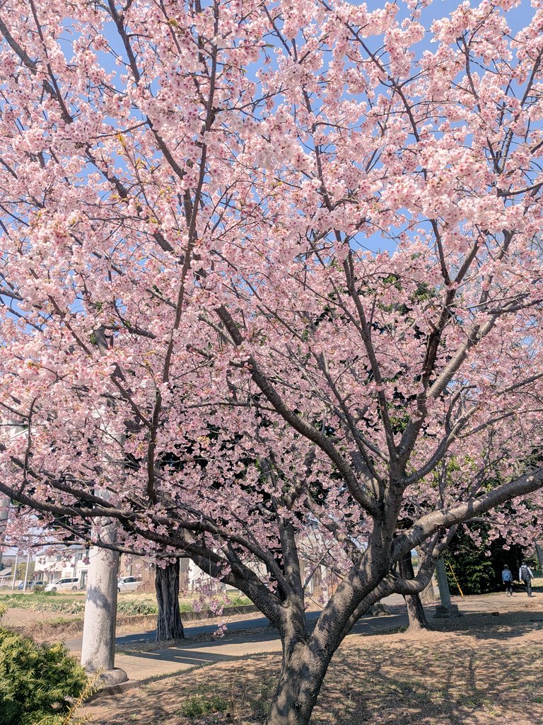 陽光桜、満開です🌸
#散歩