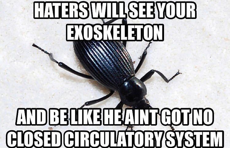 rio 🪲 bug oomf tweet media