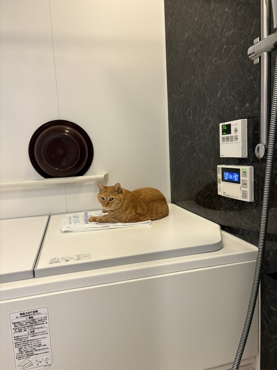 こいもちゃん🐈 tweet media