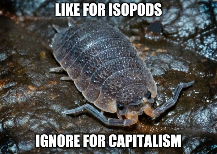 rio 🪲 bug oomf tweet media