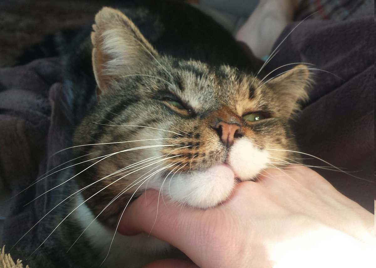 SassPirelli tweet media