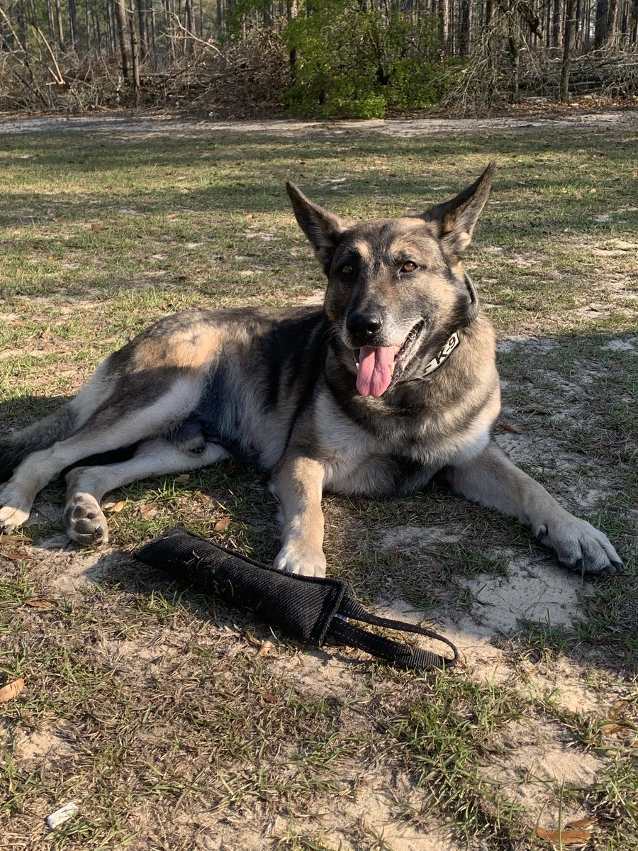 Meredith 💙🐾 tweet media