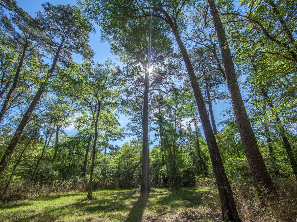 Texas A&M Forest Service tweet media