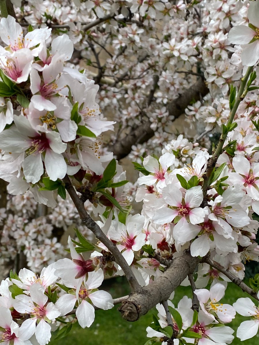 🏳️‍🌈🇯🇲 XYZedde tweet media