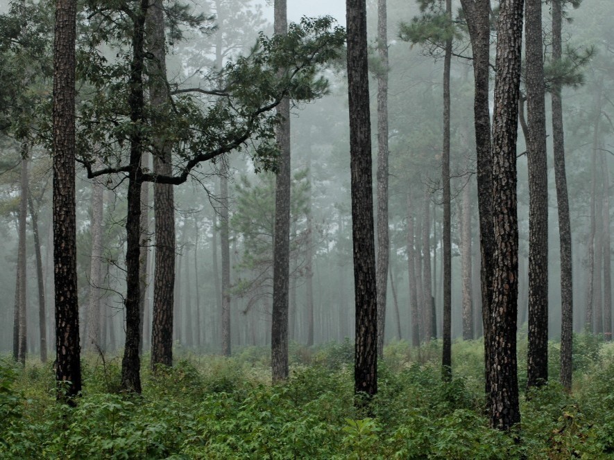 Texas A&M Forest Service tweet media
