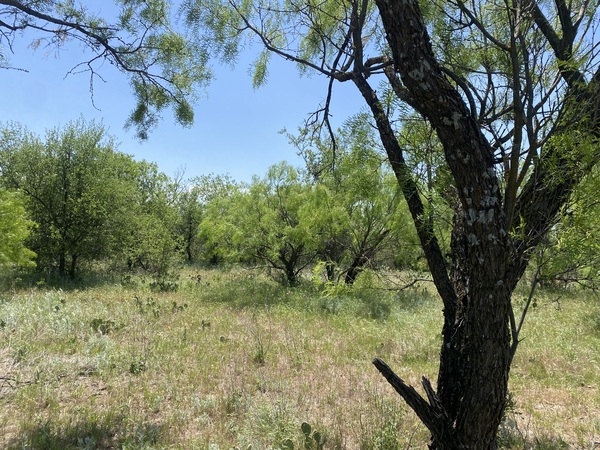 Texas A&M Forest Service tweet media