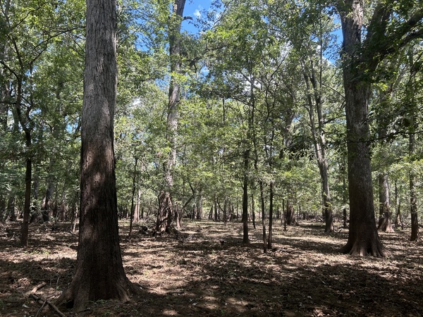 Texas A&M Forest Service tweet media