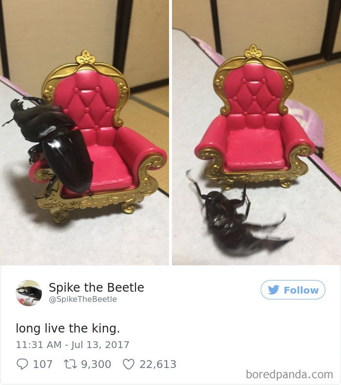 rio 🪲 bug oomf tweet media