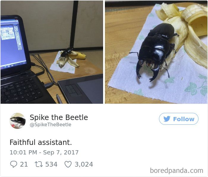 rio 🪲 bug oomf tweet media