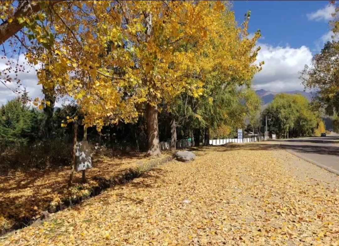 Miguel Menchon tweet media