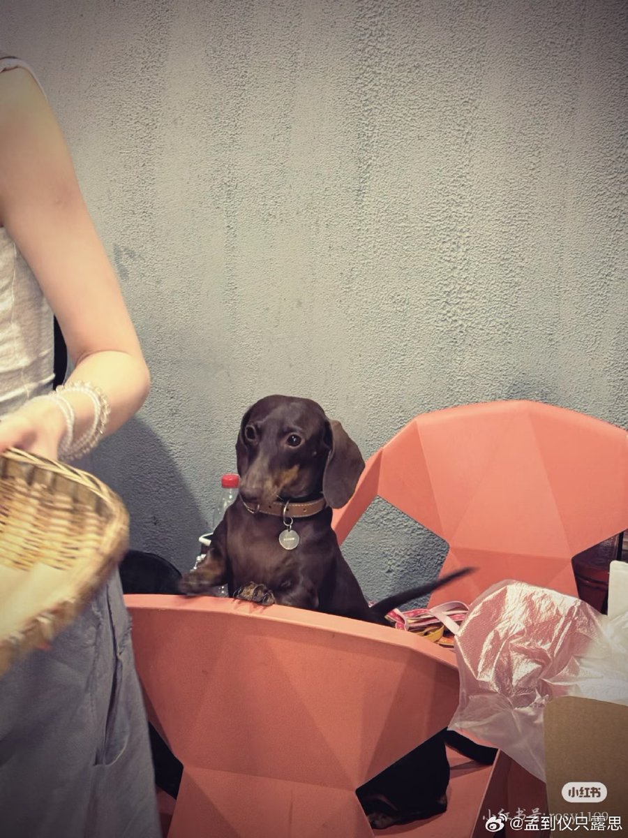 AnthoTMv's tweet image. Spotted a golden retriever volunteering as a street-side hug dispenser  Passersby couldn’t resist stopping for a snuggle—even the grumpy barista cracked a smile! #StreetMoments #DogsofNYC