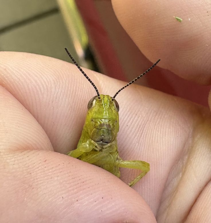 rio 🪲 bug oomf tweet media