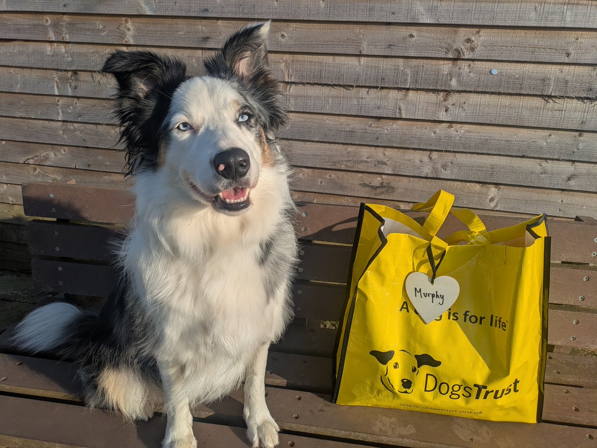 DogsTrust West Calder (Edinburgh) and Dundee tweet media