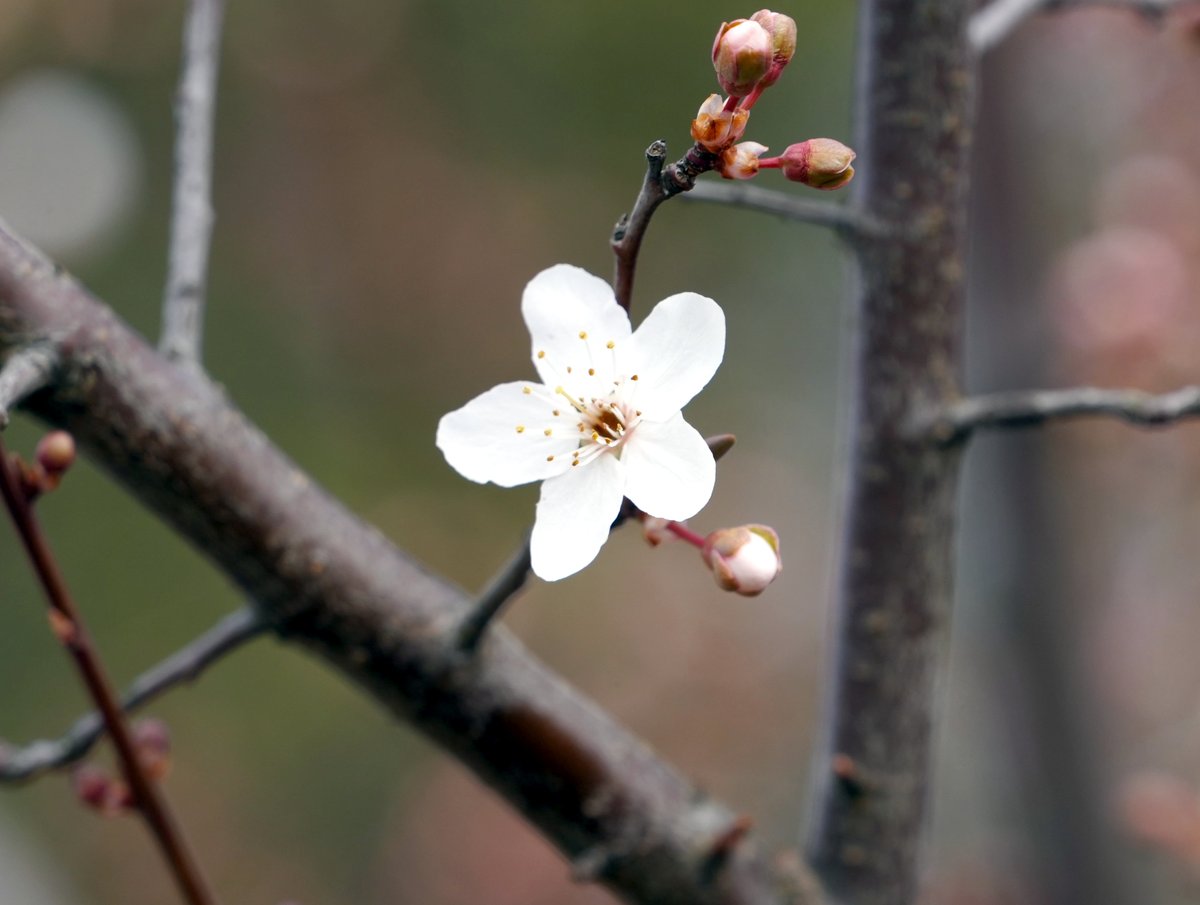 Forstler tweet media