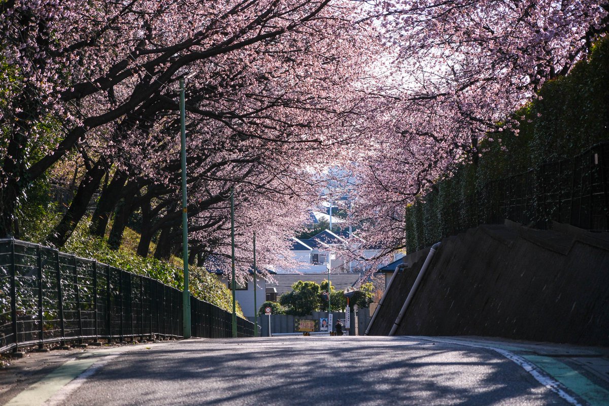 senchan@X-H2/X-E5 tweet media