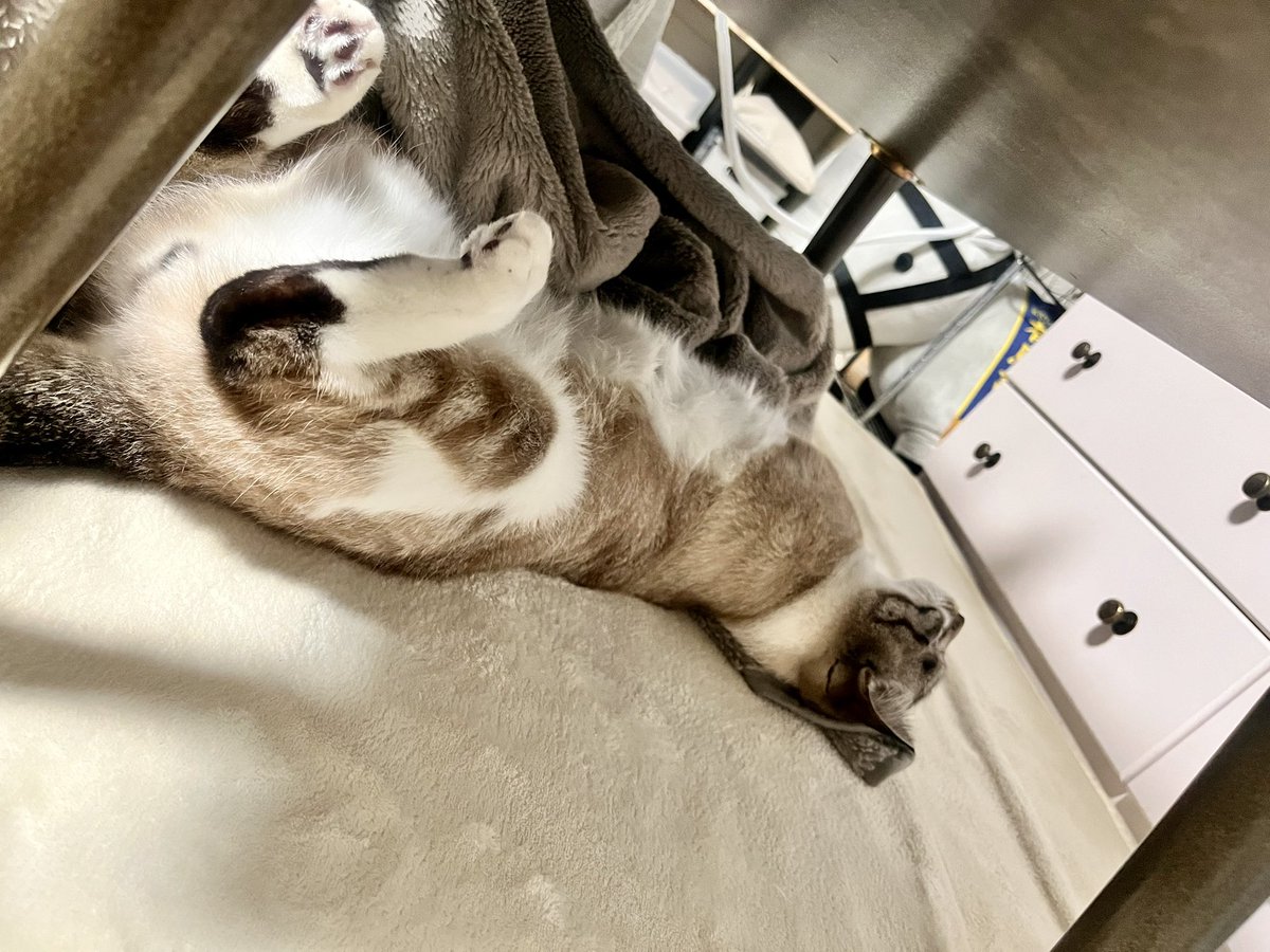 やくまろ tweet media