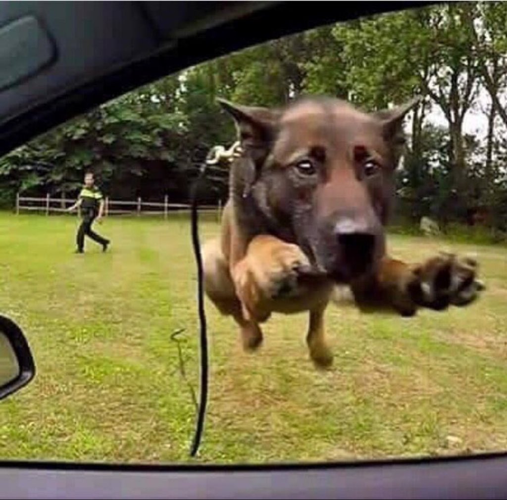 Puppies 🐶 tweet media