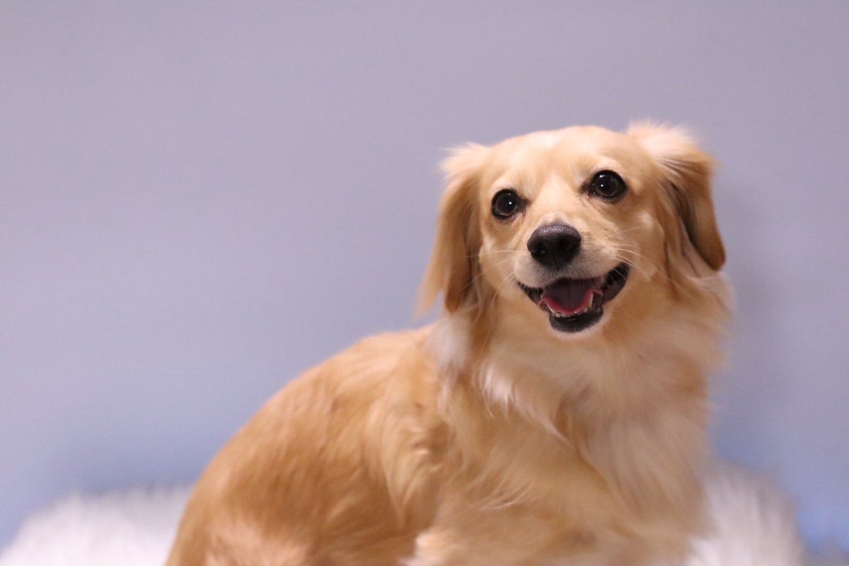 カーコン tweet media