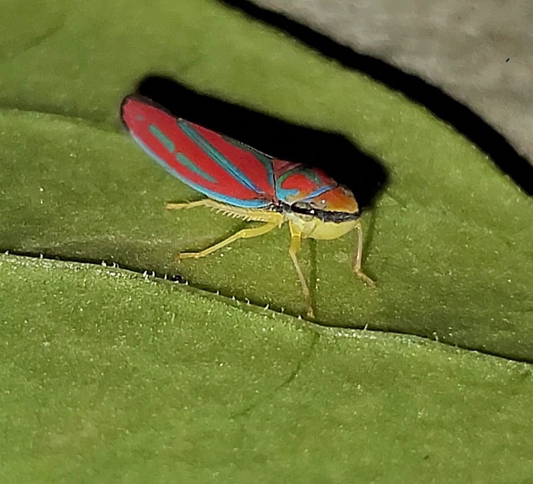 werbug( ፝֯֟ •ॢ◡-ॢ)❁ཻུ۪۪‧˖࣪⊹₊。 tweet media