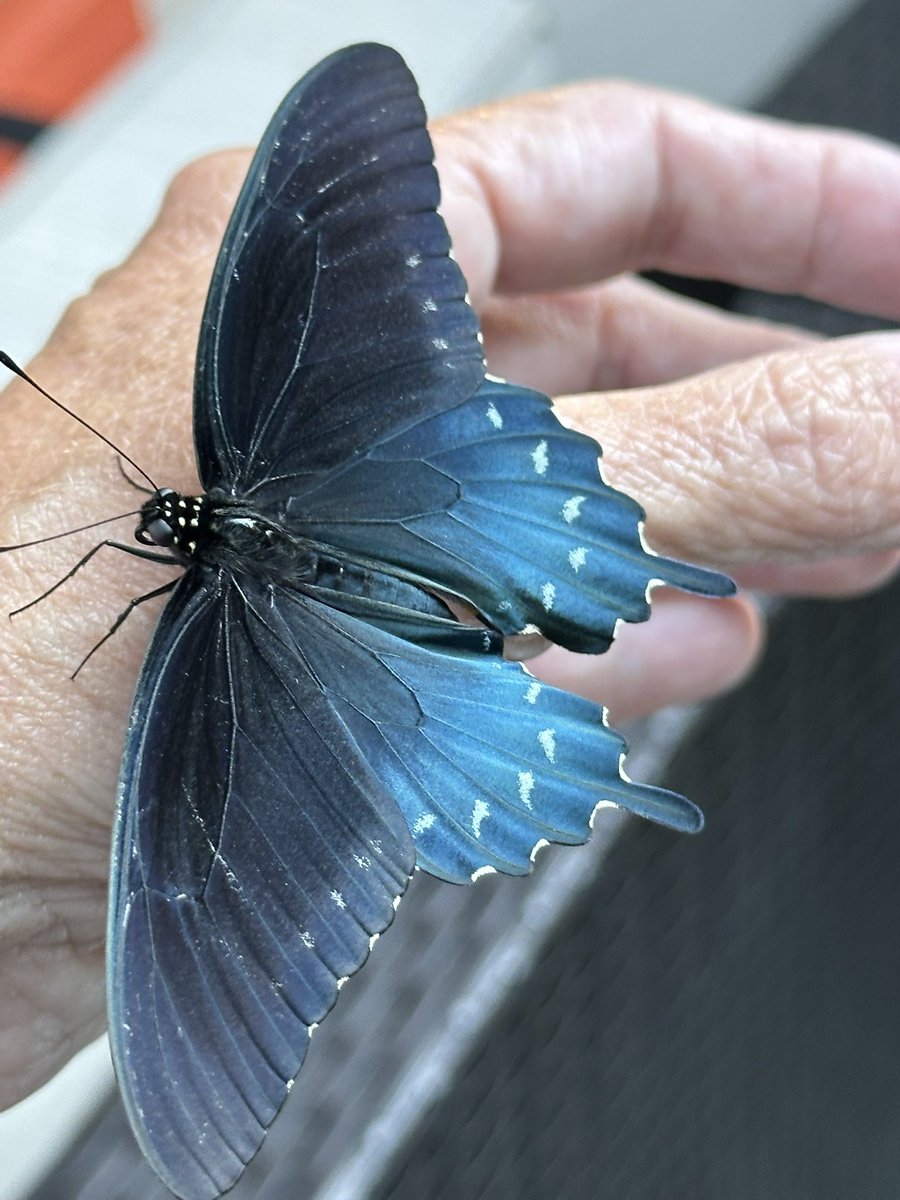 KYSongbird tweet media