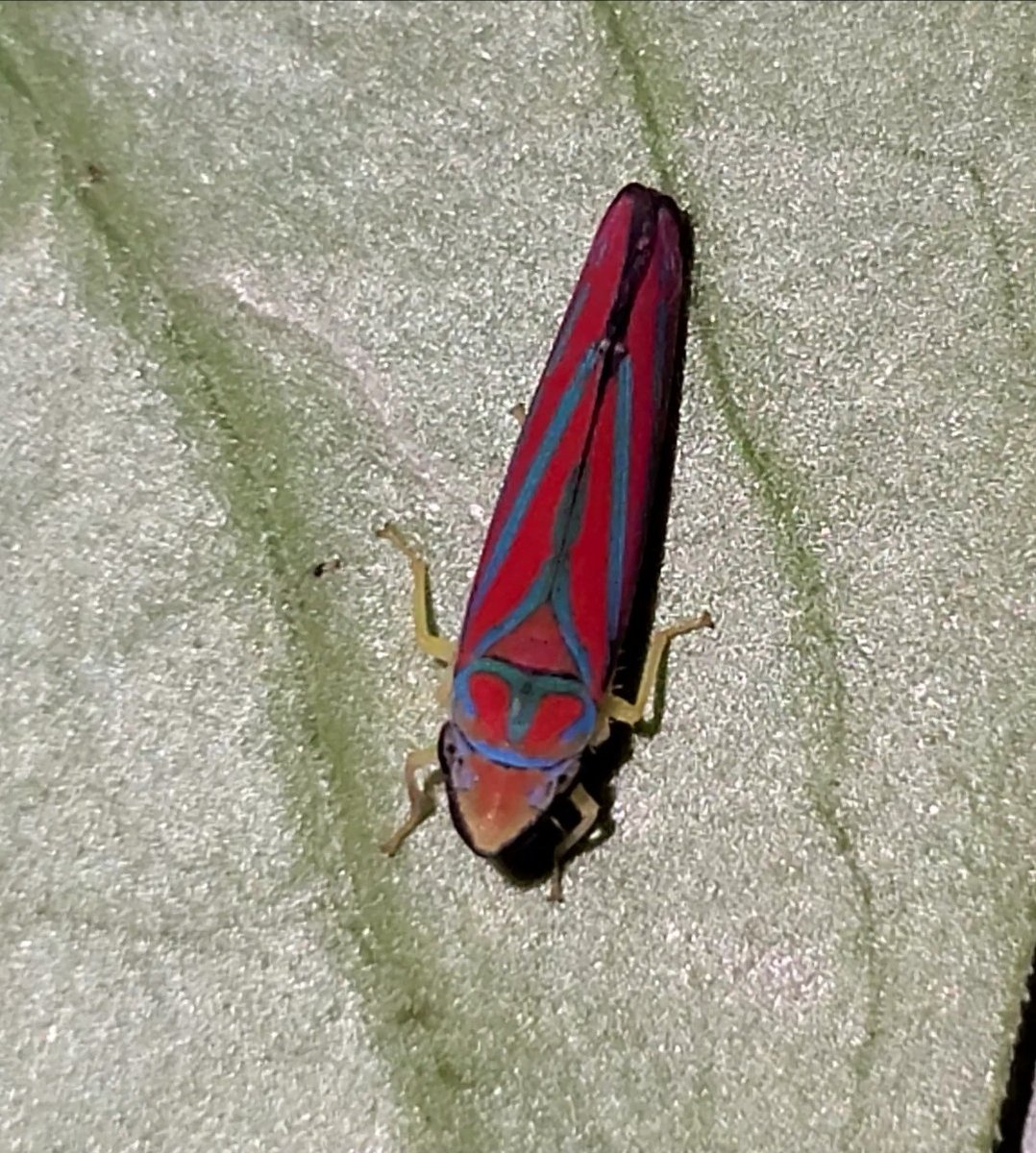 werbug( ፝֯֟ •ॢ◡-ॢ)❁ཻུ۪۪‧˖࣪⊹₊。 tweet media