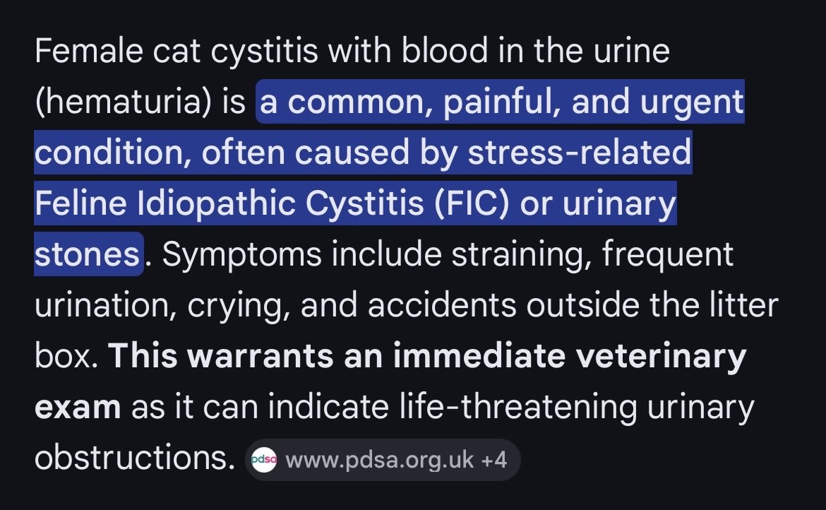 ©️Mischief & Mayhem! Hannah’s fur family 🥰 tweet media