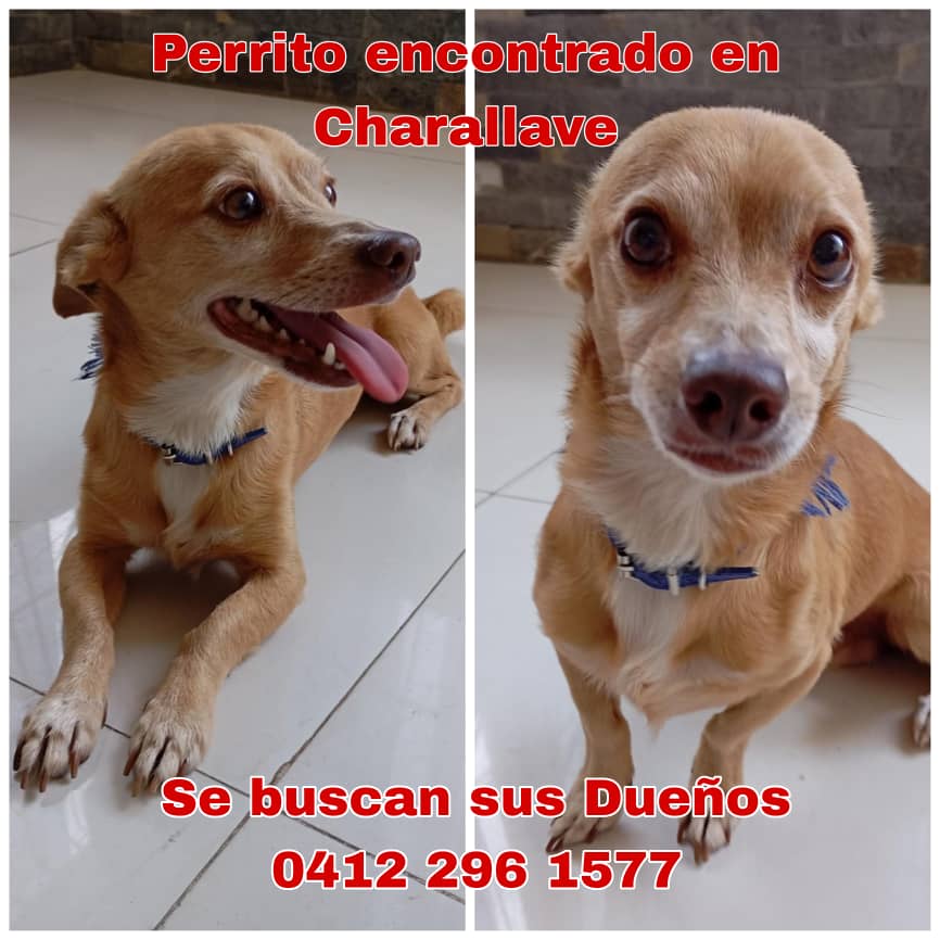 GRACE🇻🇪🆓 tweet media