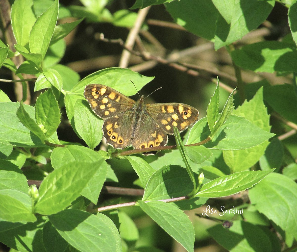 lisa sardini tweet media