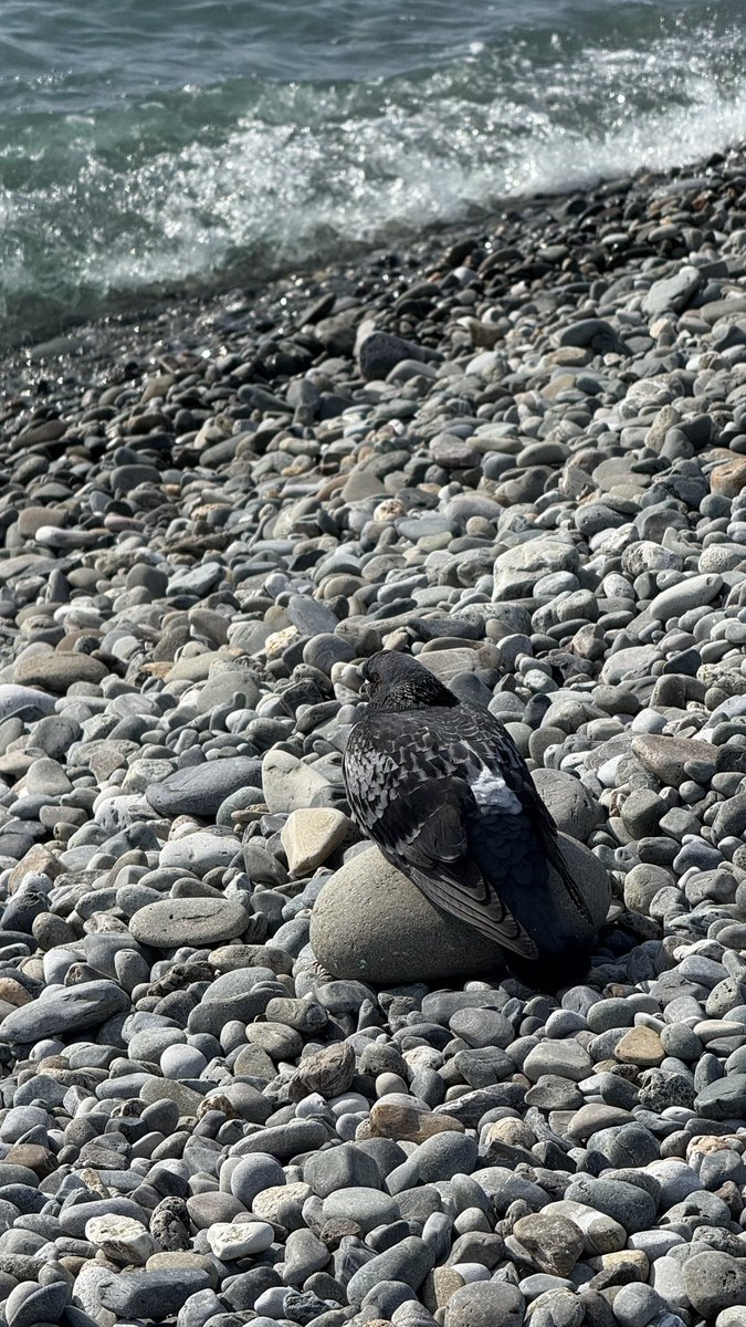 Andrey ✈ Zelenkin tweet media