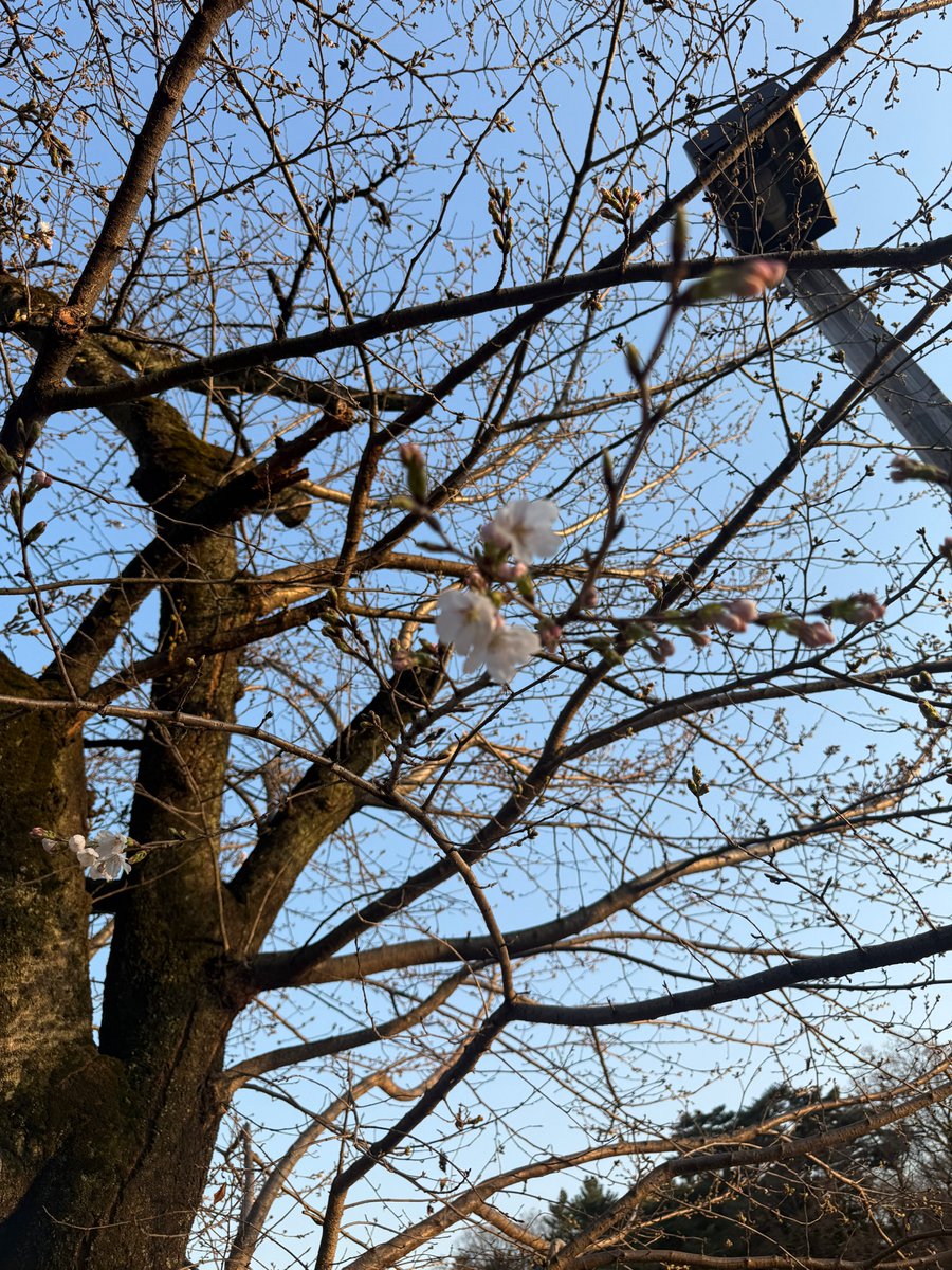 スケカン tweet media