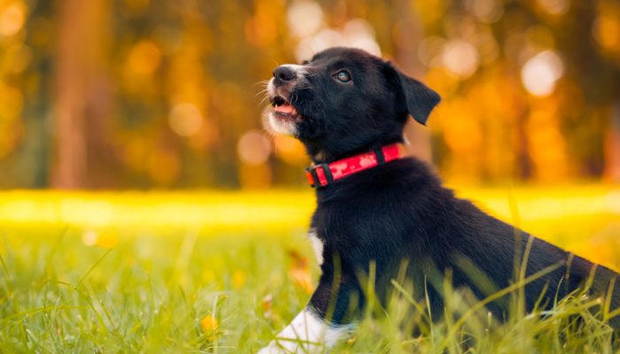DogTalkDiva's tweet photo. 500 African Dog Names https://t.co/HEnzaIiL3L https://t.co/kmpOh5zTyQ