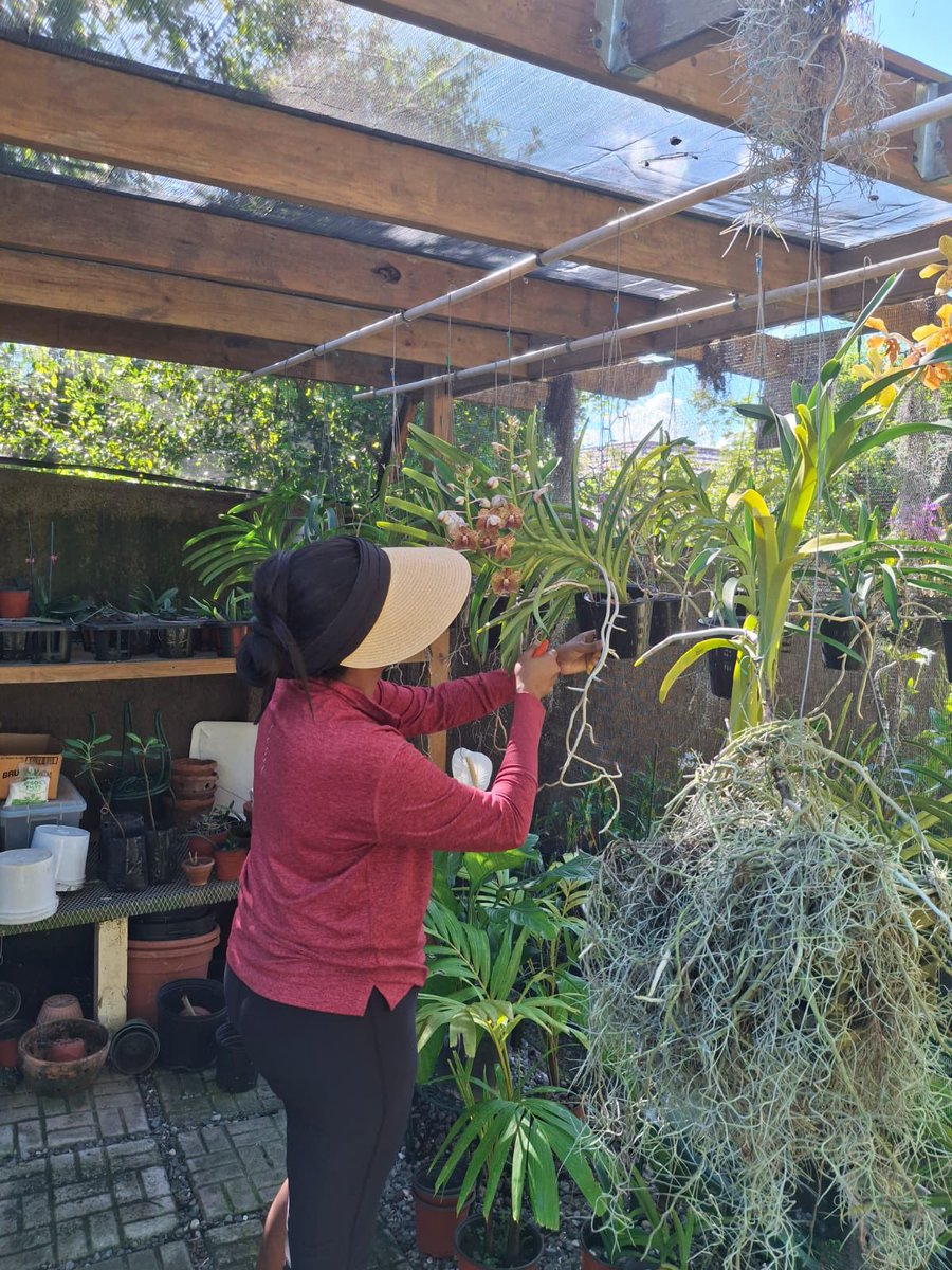 Trisha K Williams-Singh tweet media