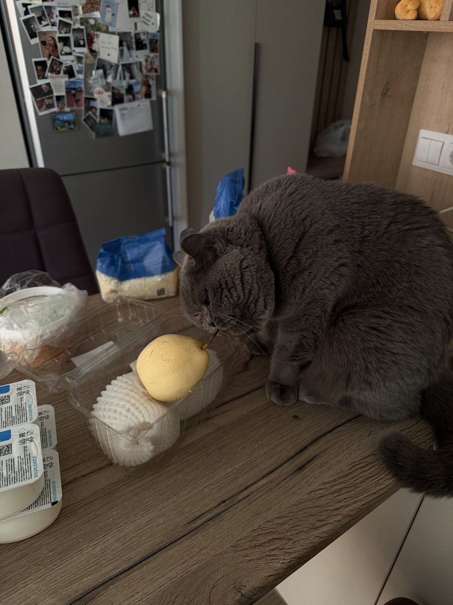 Кошачья Леди tweet media