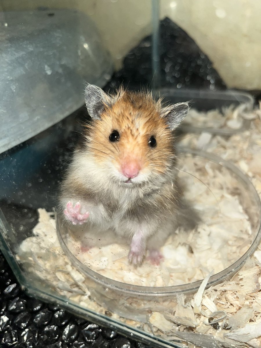 sya | mt after dm🕊️ tweet media