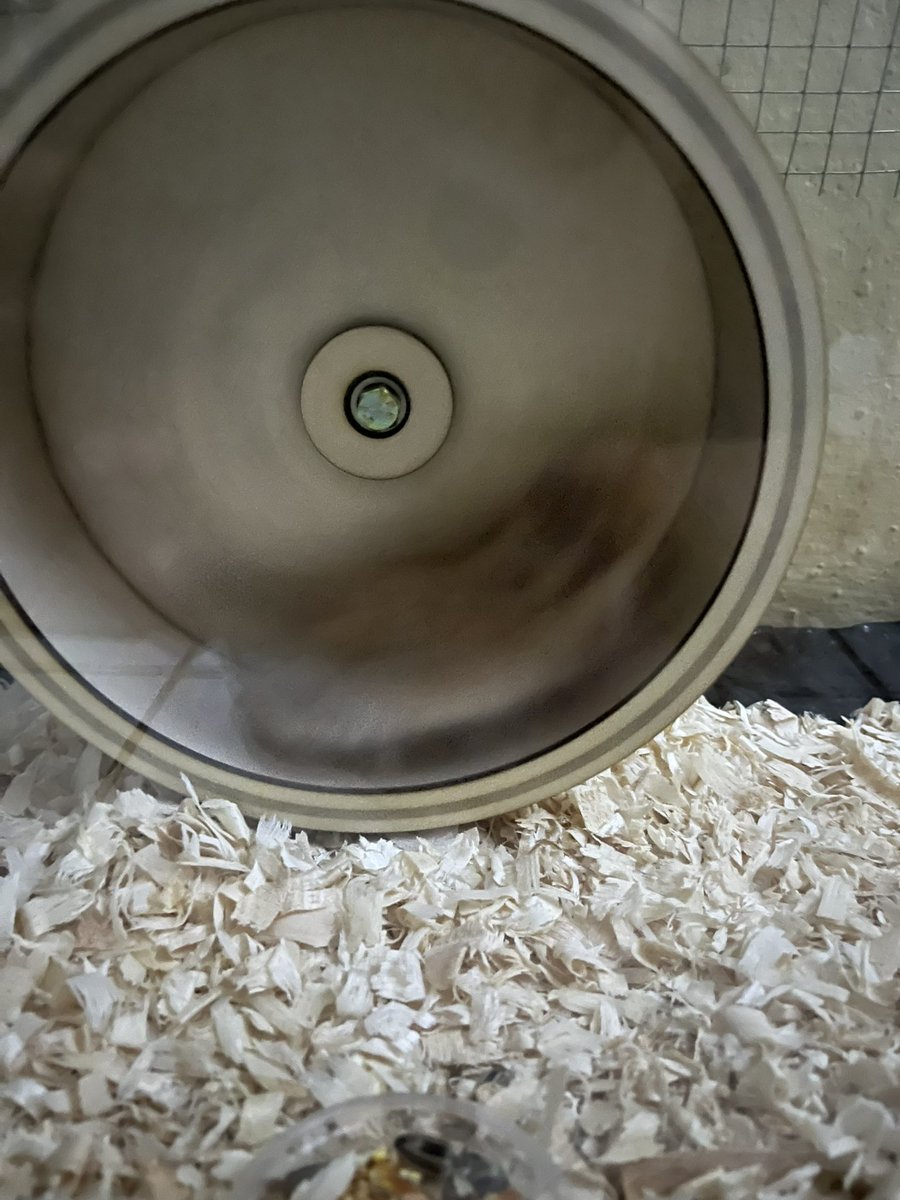 sya | mt after dm🕊️ tweet media