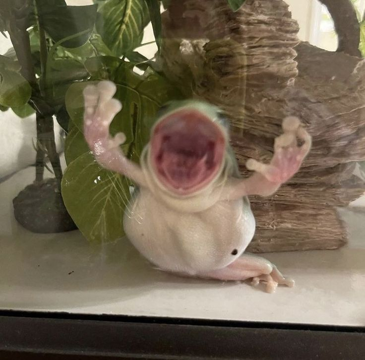 rio 🪲 bug oomf tweet media