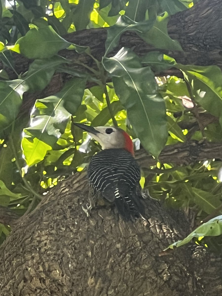 Garfene Grandison tweet media