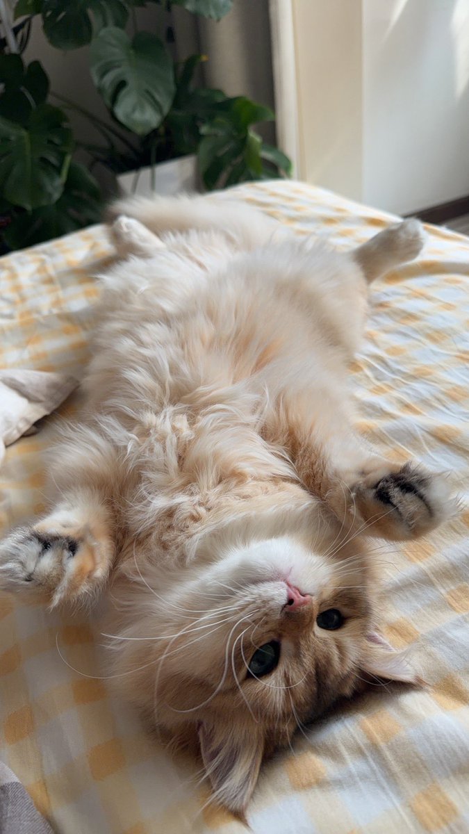 喔喔身上才没有别的兔兔味儿🐰 tweet media