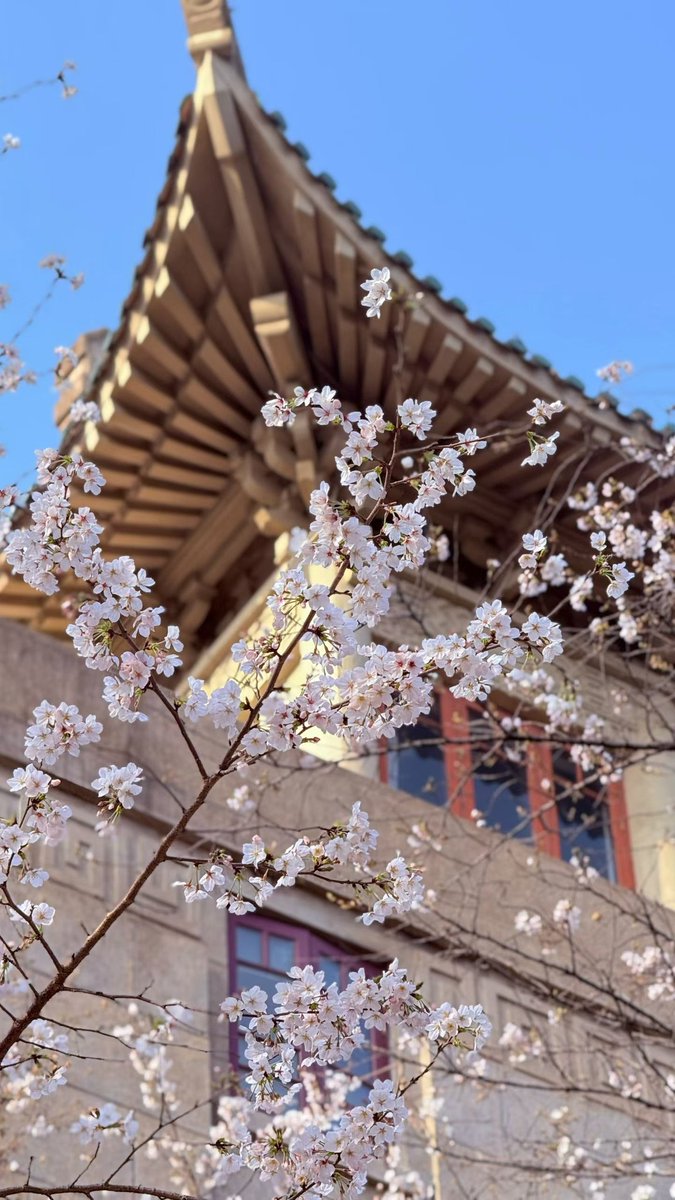 LLjLK3's tweet photo. Today I brought the thousand layer cake I made and participated in the Cherry Blossom Festival event here.#pinghu https://t.co/YY3EvkEwKR