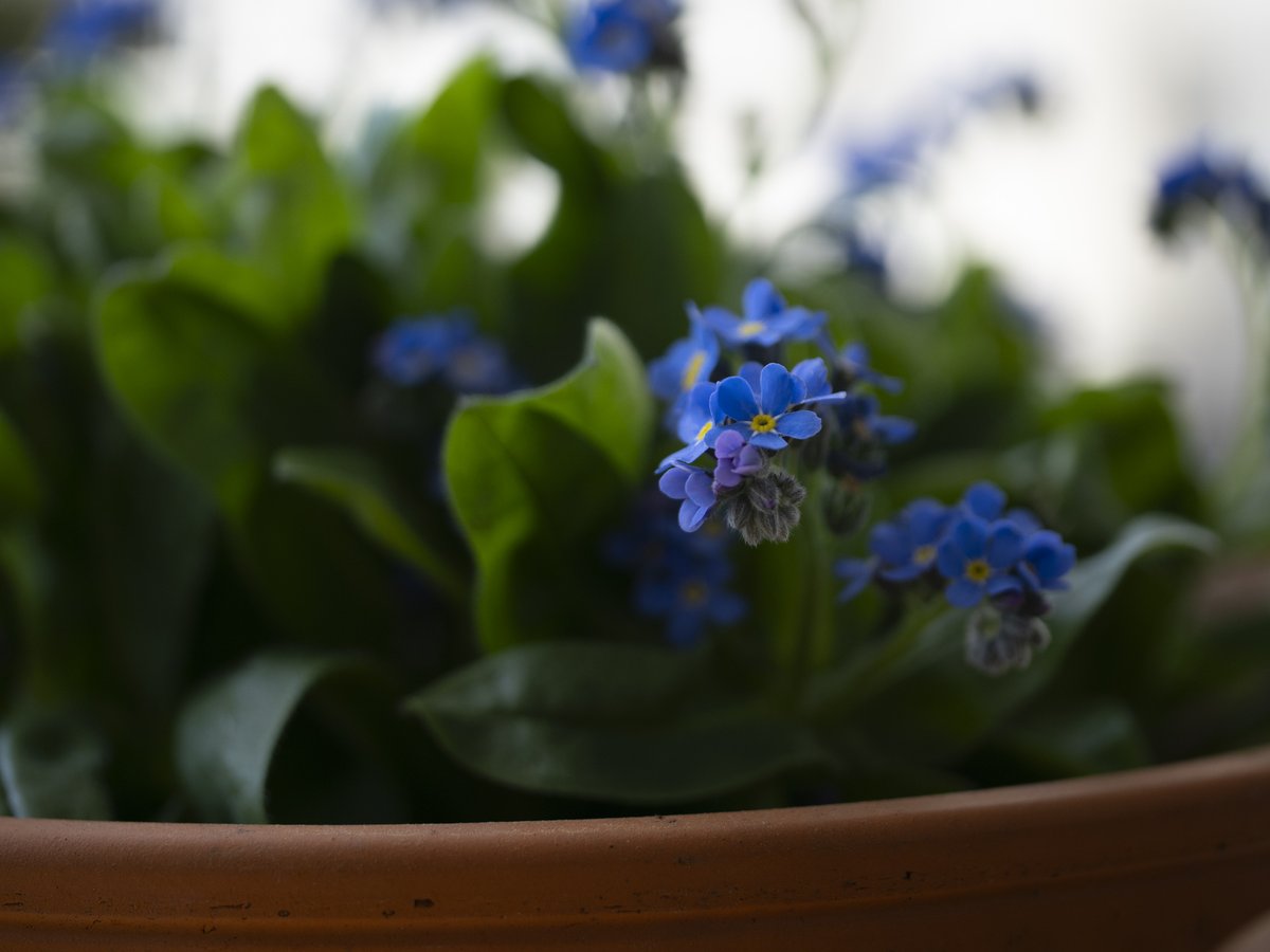 hideonakane's tweet photo. ちいさな
くに
20260321
#NoWar
#forgetmenot
#ちいさなくに
#intenyears https://t.co/xRRXRsksa4
