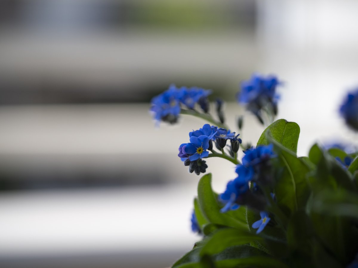 hideonakane's tweet photo. ちいさな
くに
20260321
#NoWar
#forgetmenot
#ちいさなくに
#intenyears https://t.co/xRRXRsksa4