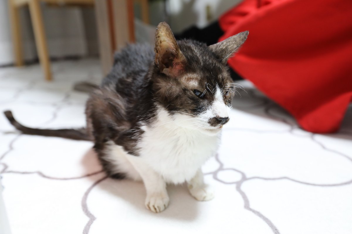 hyperneko(ハイパーねこ) tweet media