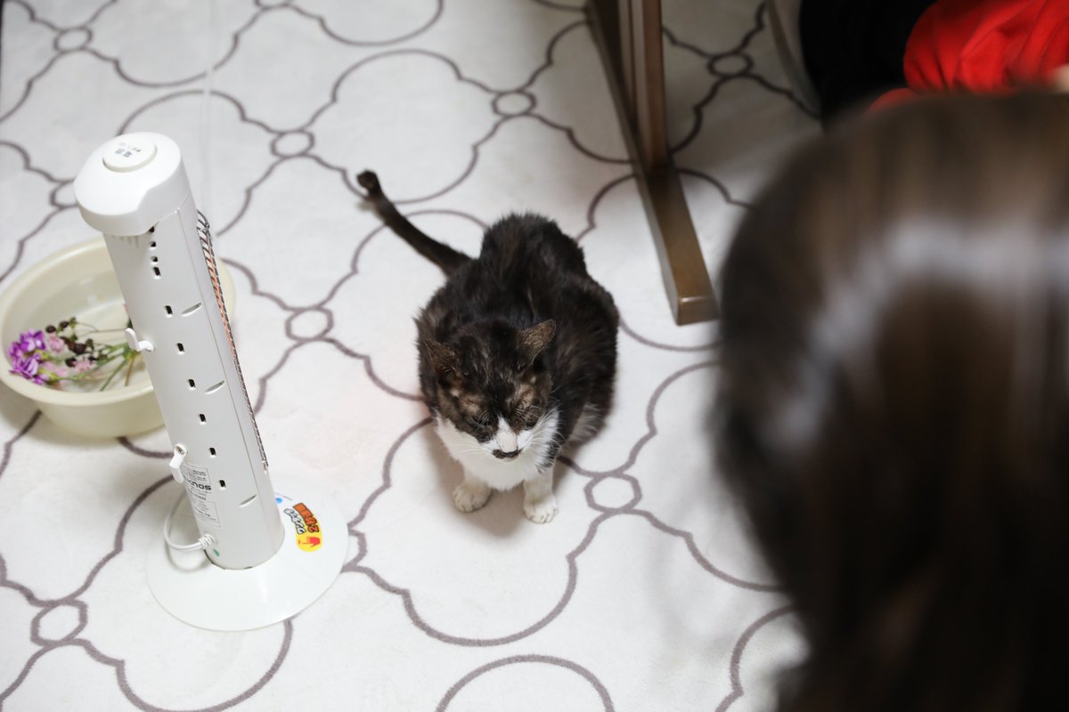 hyperneko(ハイパーねこ) tweet media