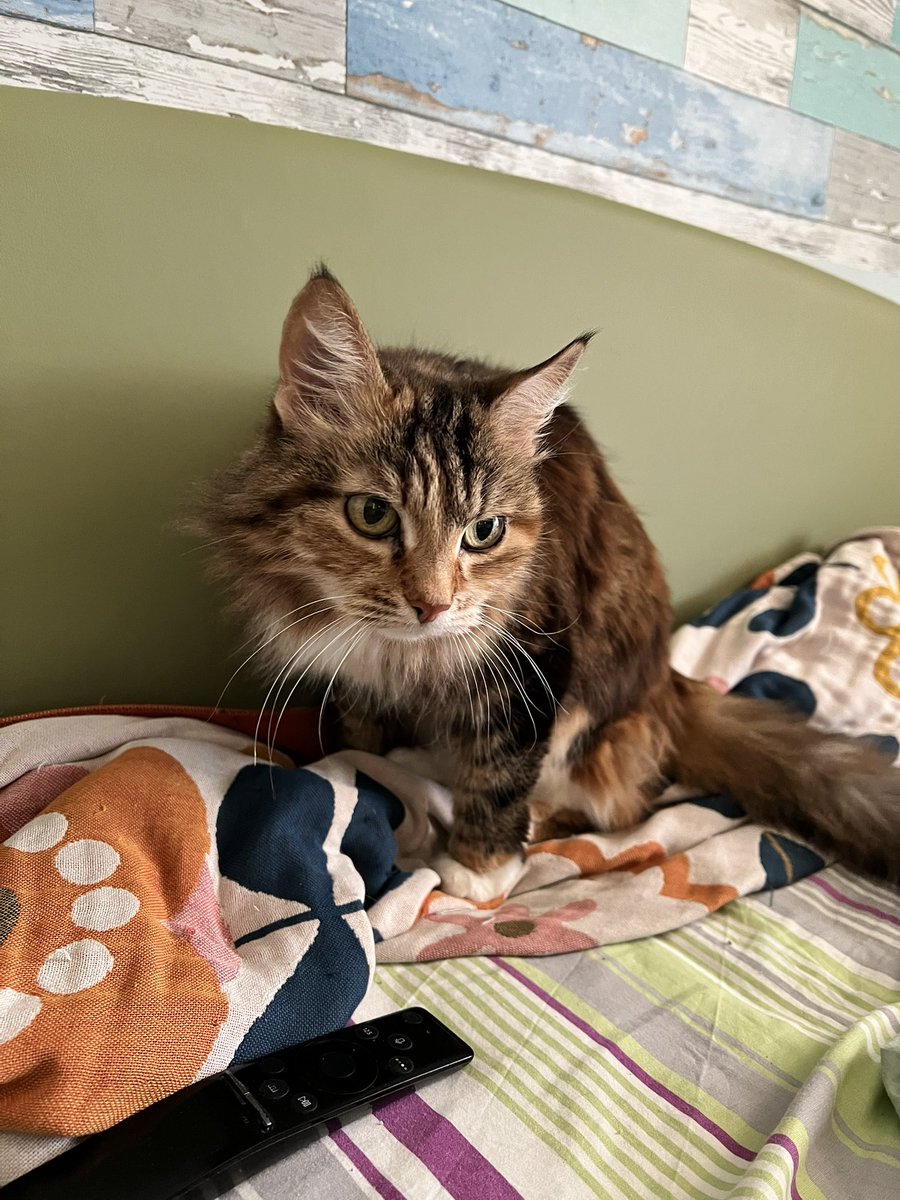 М.Охова tweet media