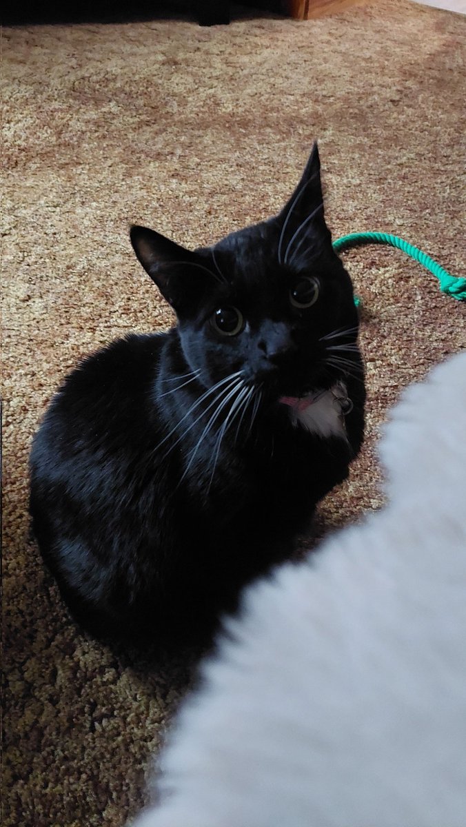 ๐จ๐ฆ ๐ฎ๐๐๐๐๐๐๐ ๐น๐๐๐๐๐๐ ๐จ๐ฆ tweet media