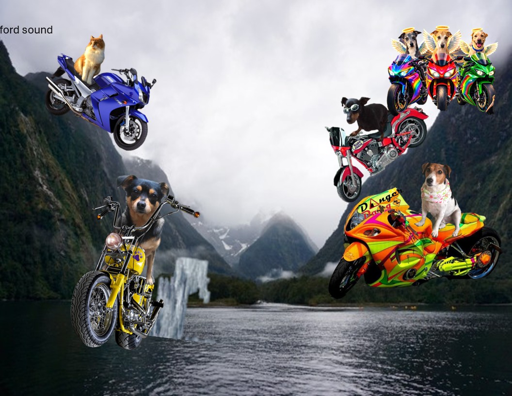 SassyTheMinPin tweet media