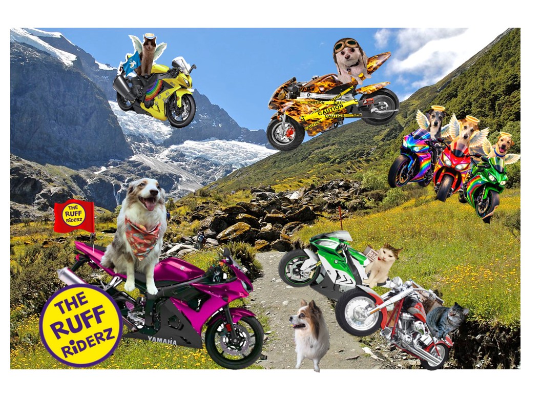 SassyTheMinPin tweet media